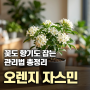 오렌지 자스민 키우기 & 구매 가이드